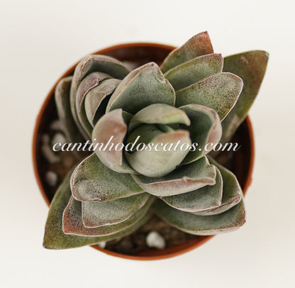 Crassula Garnet Lotus