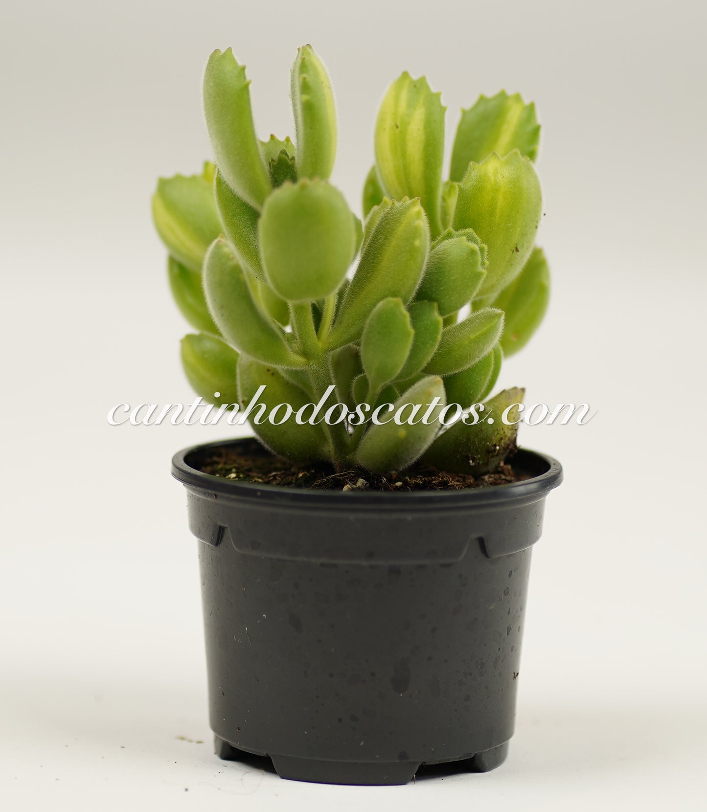 Cotyledon Tomentosa "Lemon Stripe"