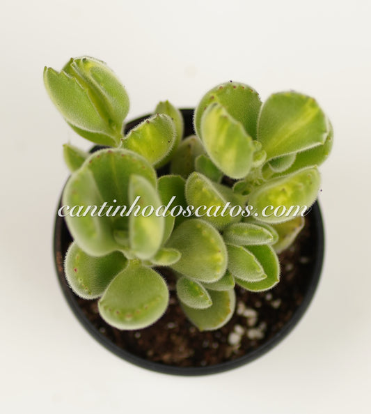 Cotyledon Tomentosa "Lemon Stripe"