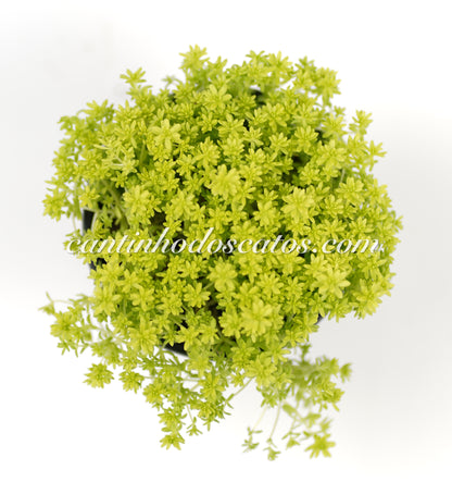 Sedum Acre "Yellow Queen"