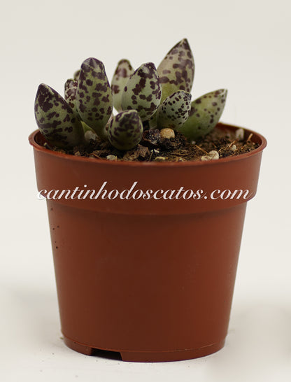 Adromischus Cooperi var. Festivus