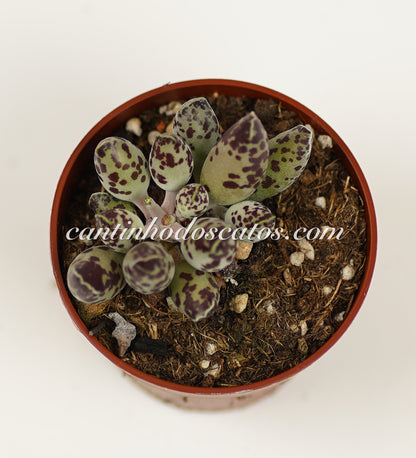 Adromischus Cooperi var. Festivus