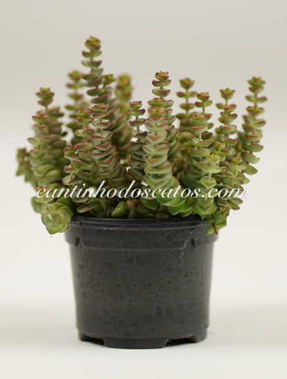 Crassula Rupestris Sbsp. Marnieriana