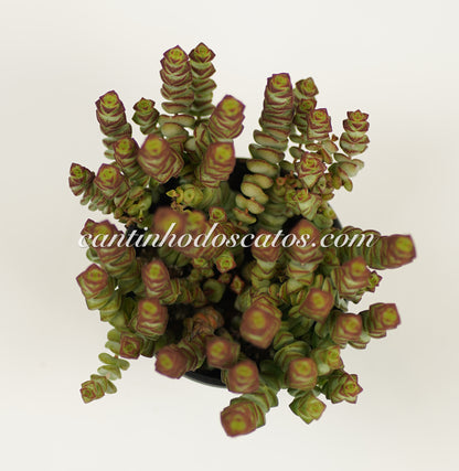 Crassula Rupestris Sbsp. Marnieriana