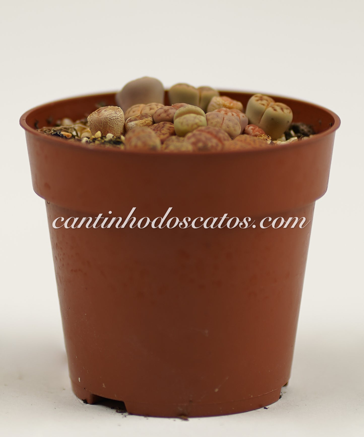 Lithops "Pedras Vivas"