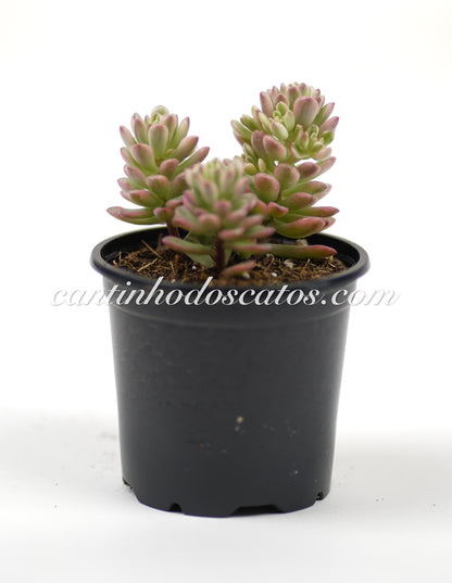 Sedum Joy ce Tuffoch Variegata