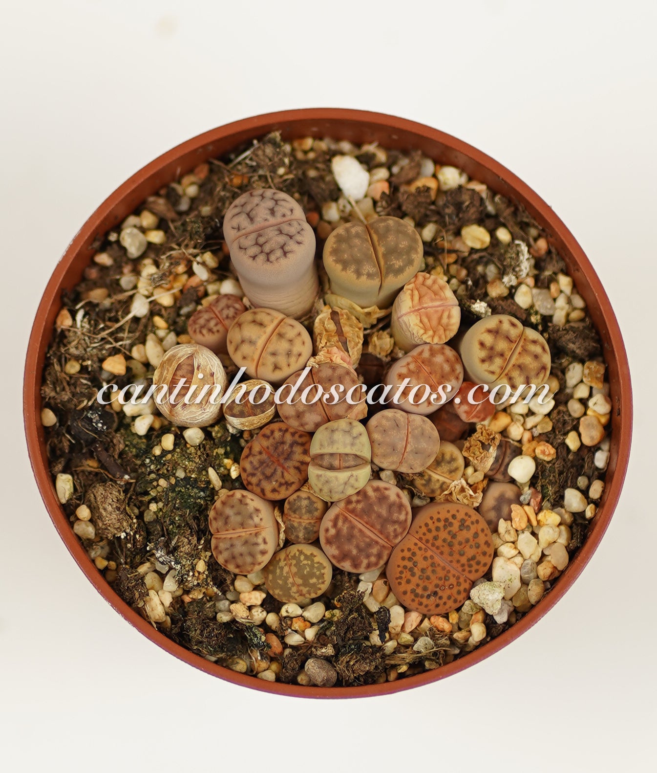 Lithops "Pedras Vivas"