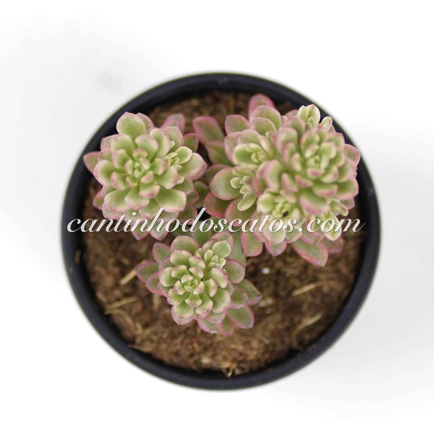 Sedum Joy ce Tuffoch Variegata