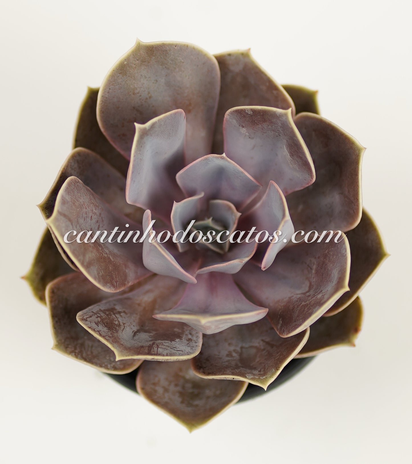 Echeveria Perfe Von Nurnberg