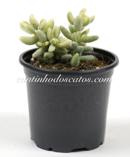 Delosperma Echinatum Variegata