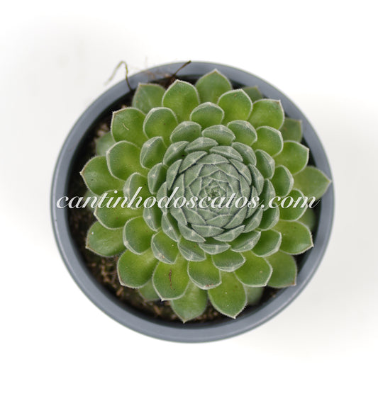 Sempervivum Sugar shimmer