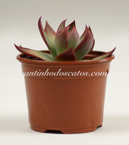 Echeveria Agavoides "Casio"