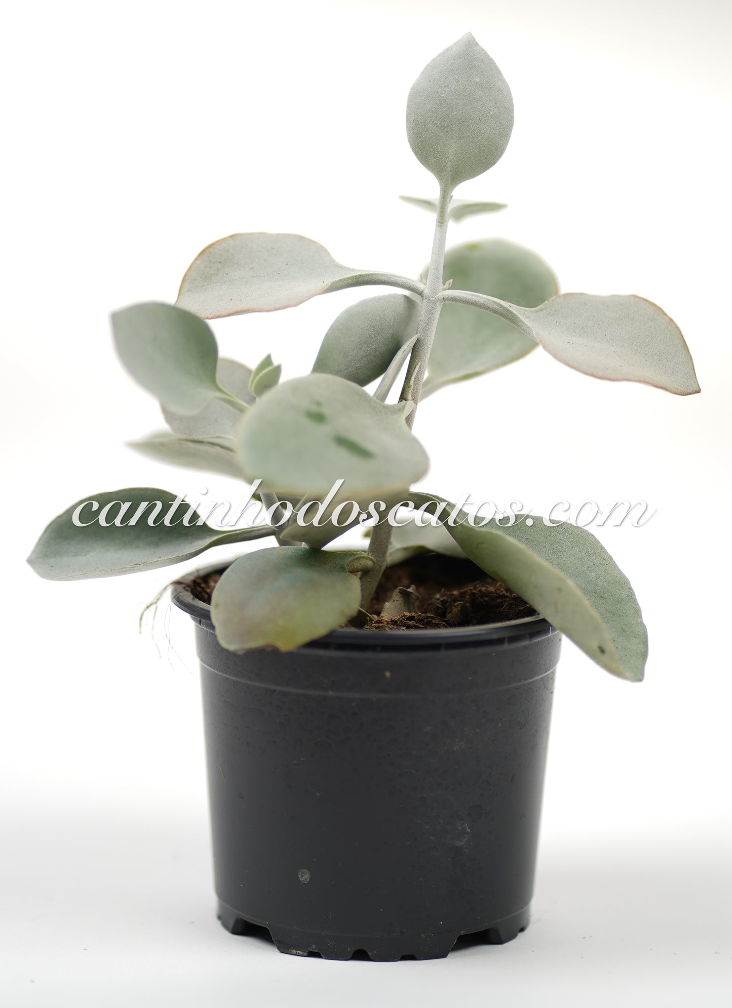 Kalanchoe Bracteata "Colher de Prata"