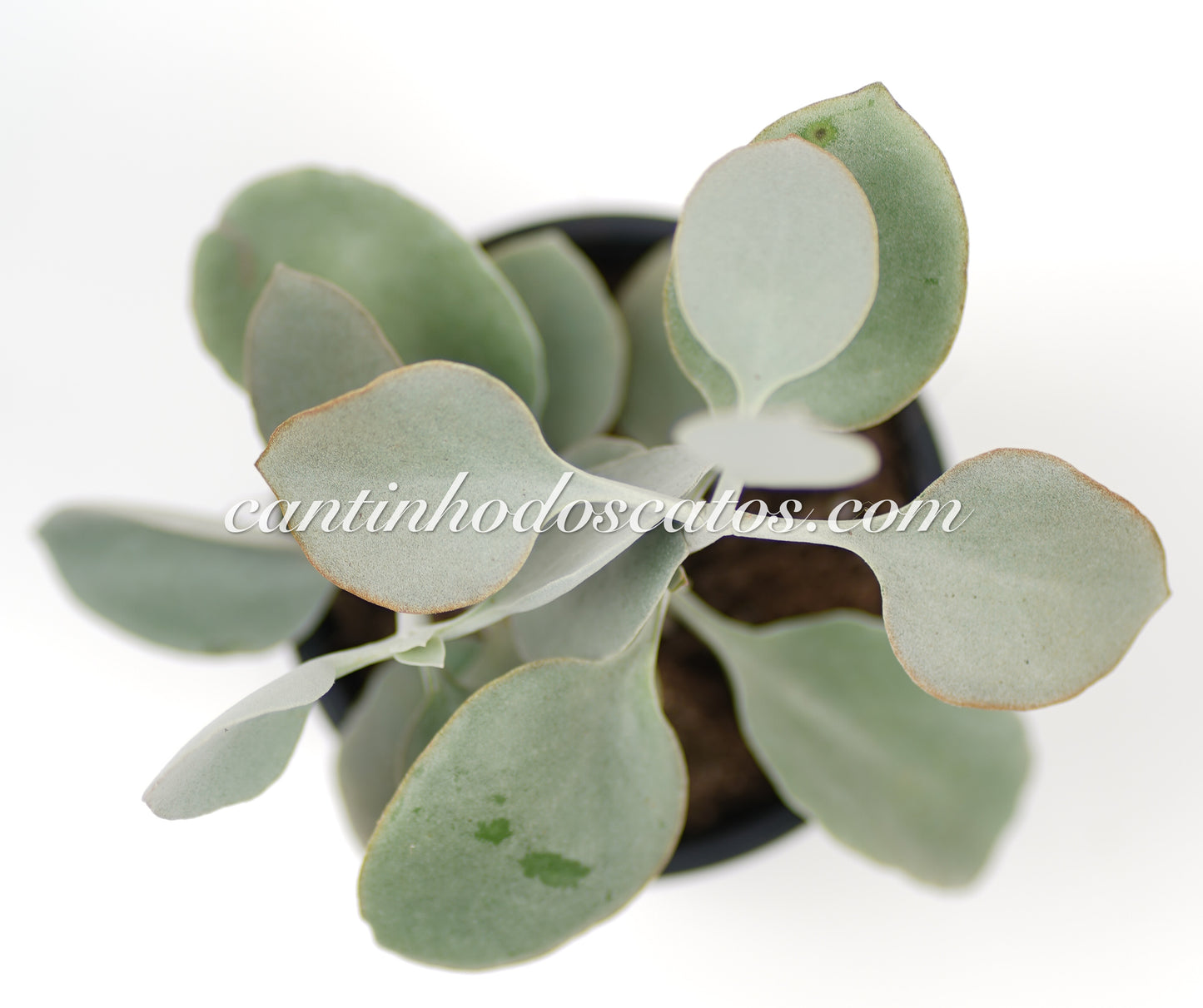 Kalanchoe Bracteata "Colher de Prata"