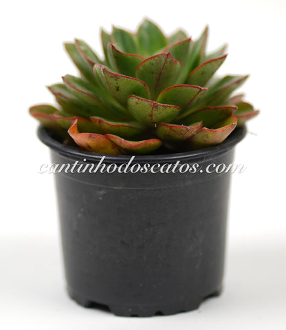 Echevaria "Salsa Verde"