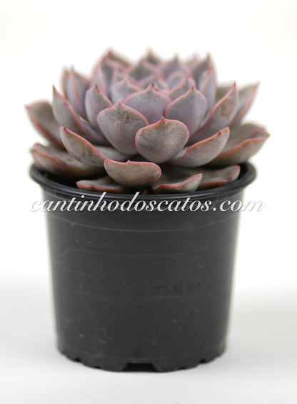 Echevaria Orion