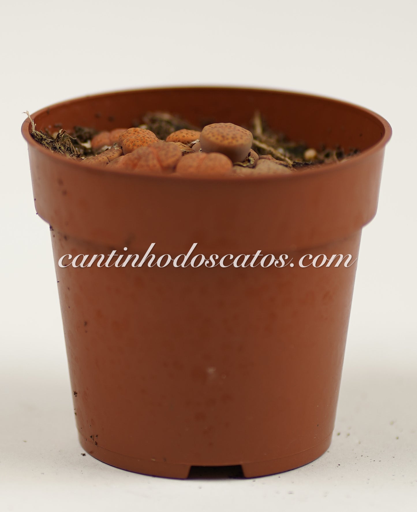 Lithops Hookeri Var Marginata