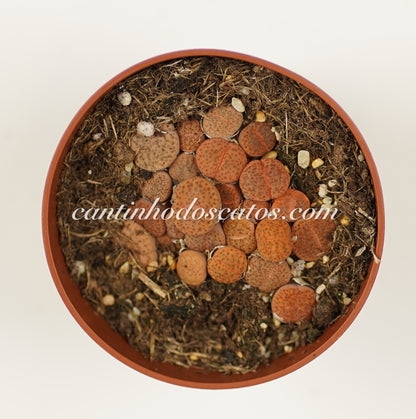 Lithops Hookeri Var Marginata