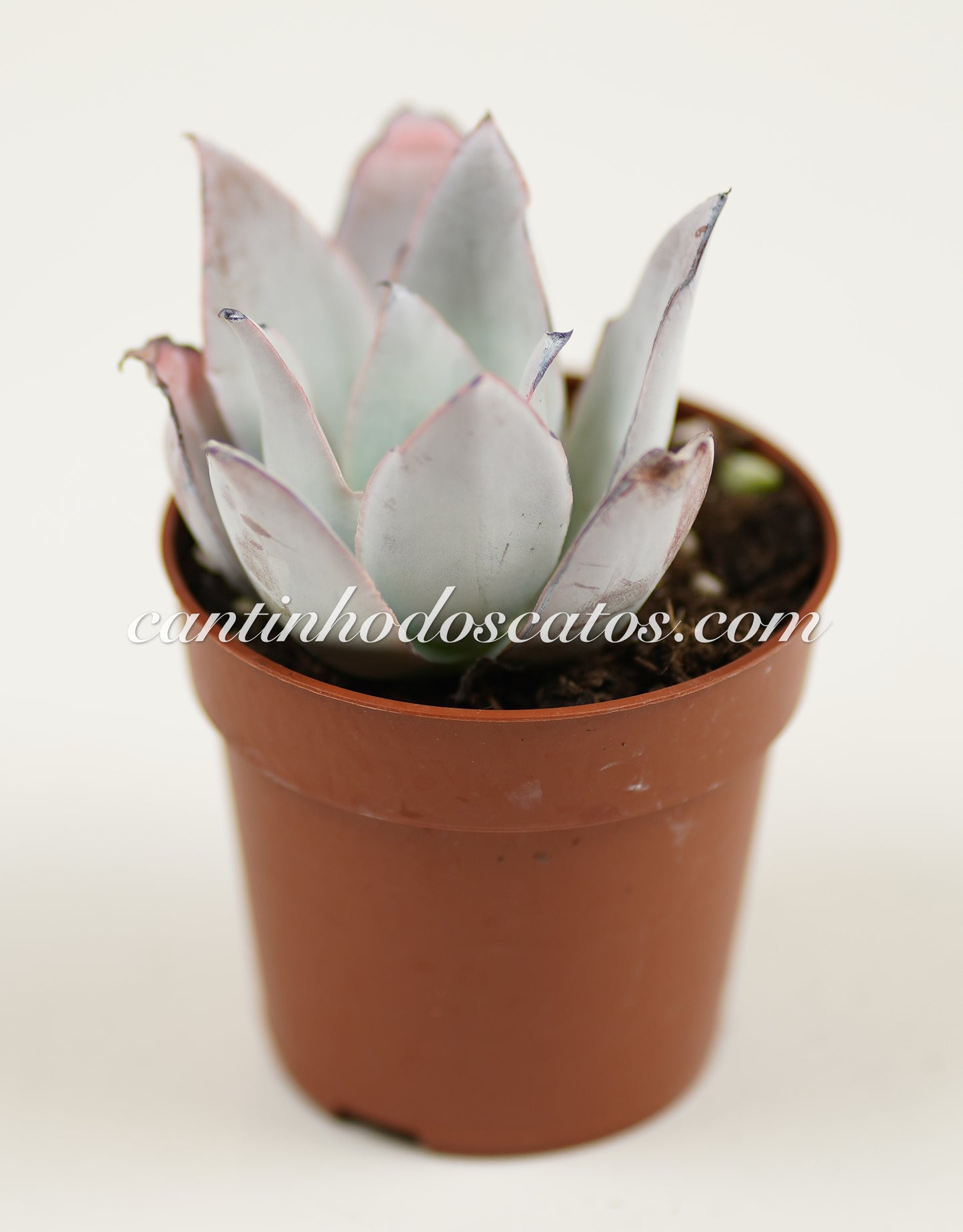 Echeveria Cante