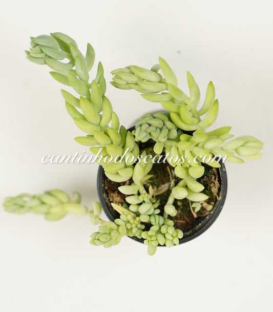 Sedum Morganianum "Rabo de Burro"