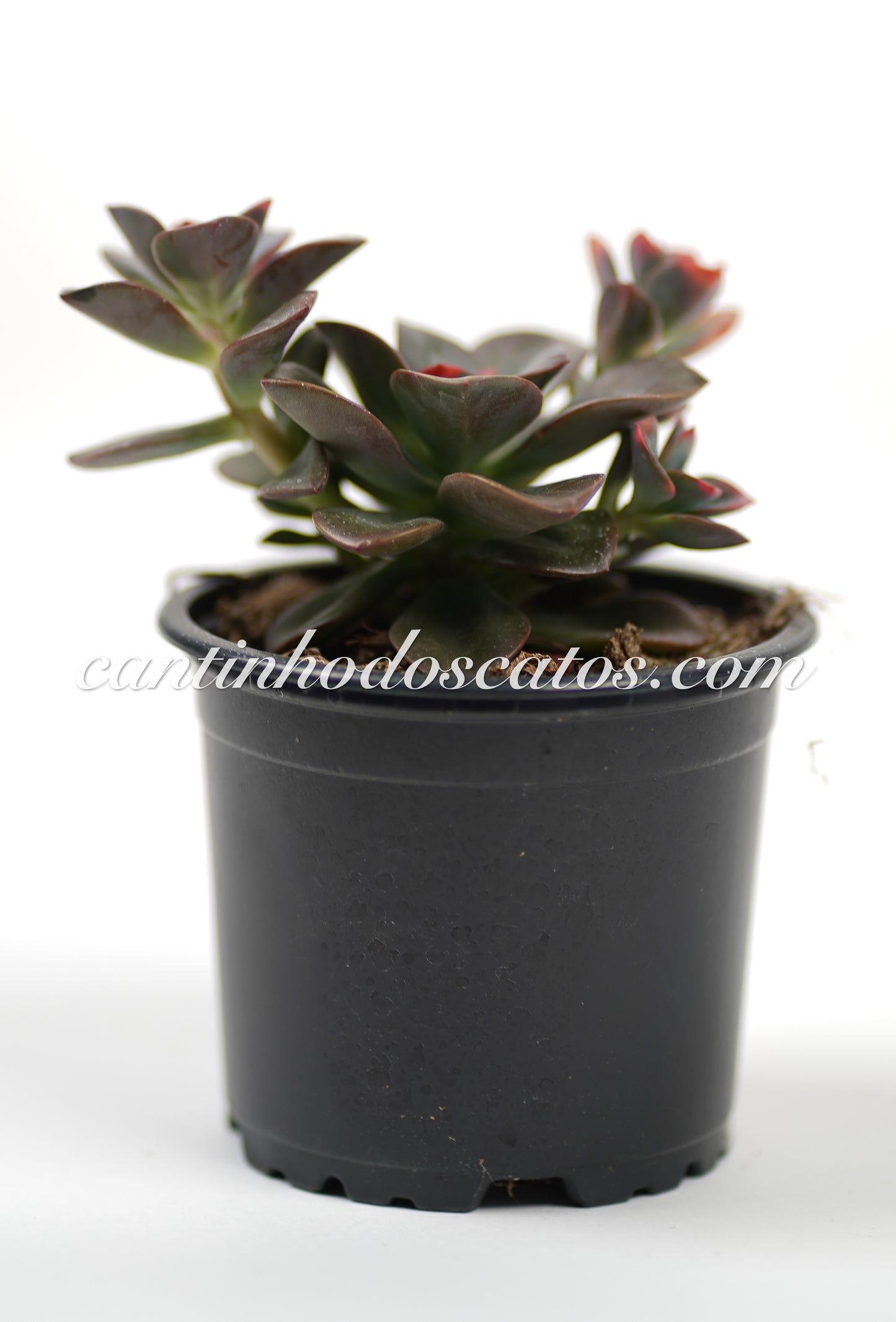 Echevaria Chroma