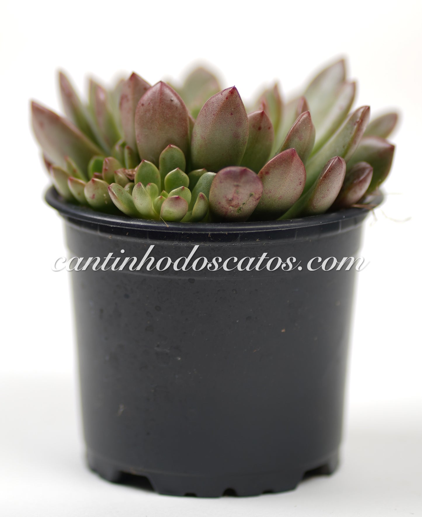 Graptoveria Bashful "Pink Ruby"