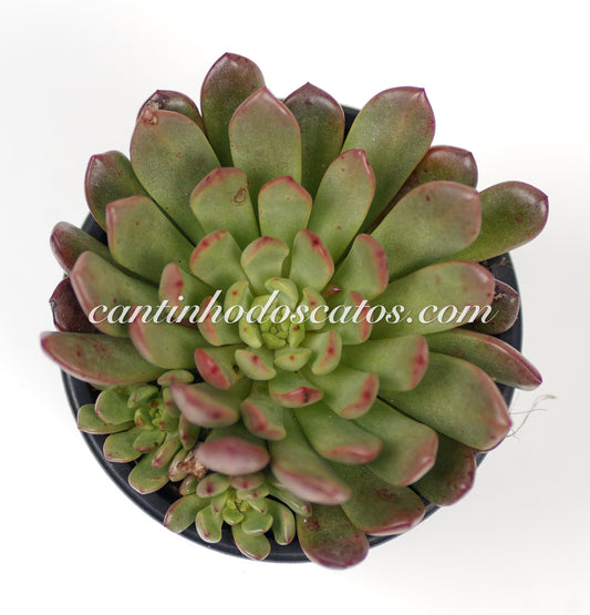 Graptoveria Bashful "Pink Ruby"