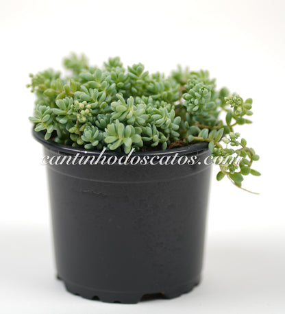 Sedum Dasyphyllum "Major"