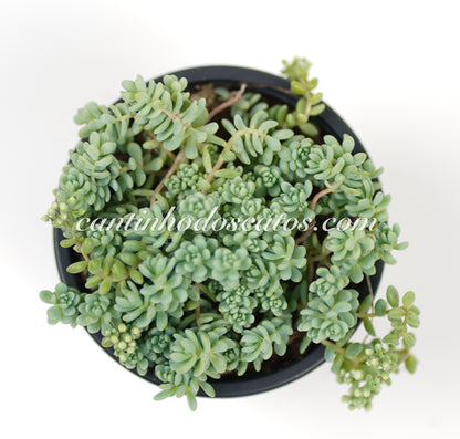 Sedum Dasyphyllum "Major"