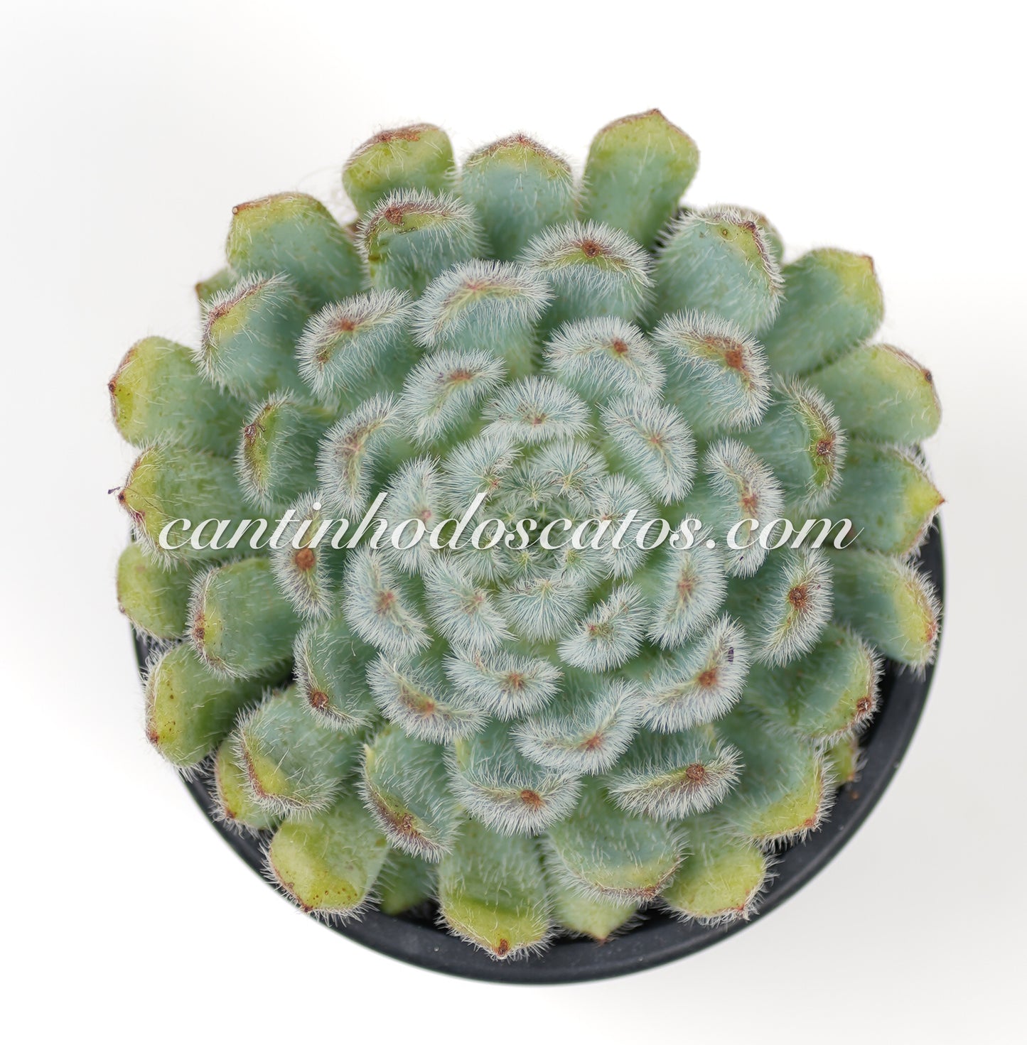 Echevaria Setosa form blue