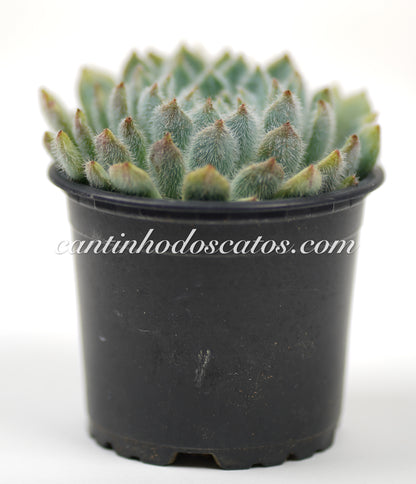 Echevaria Setosa form blue