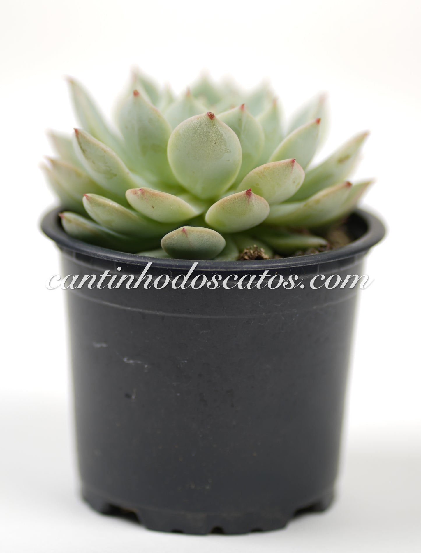 Echevaria Tippy