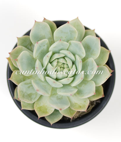 Echevaria Tippy