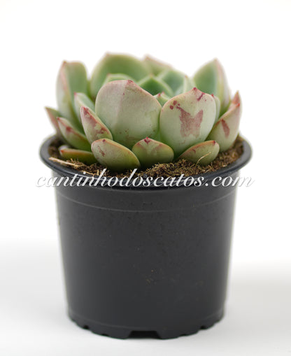 Echevaria Agavoides "Salmon"