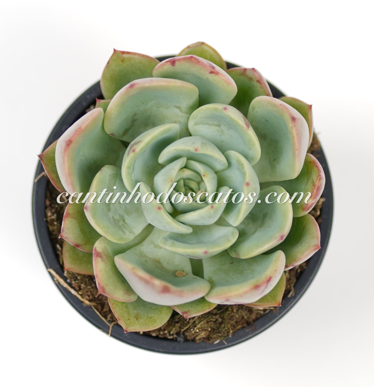 Echevaria Agavoides "Salmon"