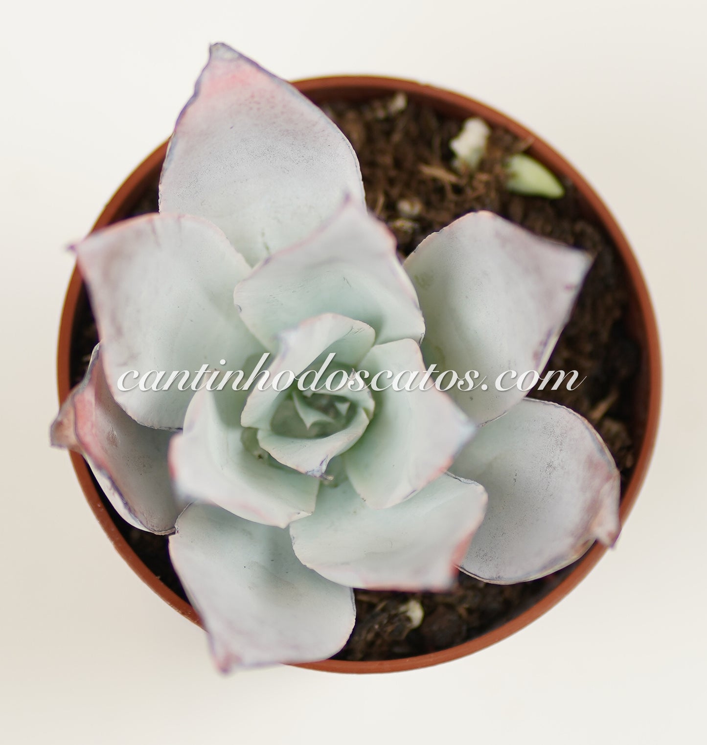 Echeveria Cante