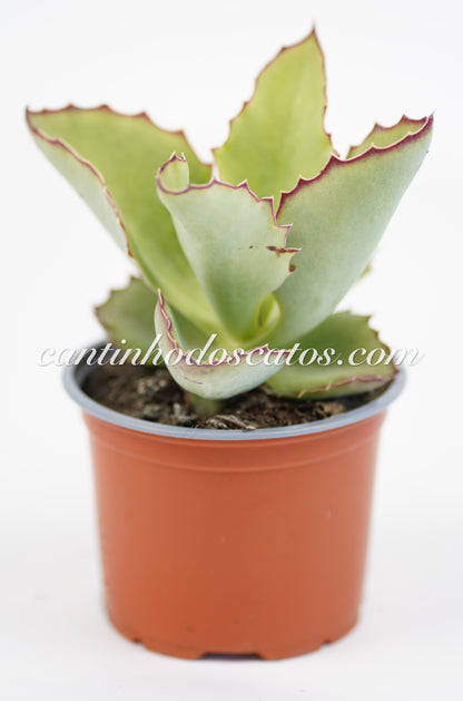 Kalanchoe Synsepala