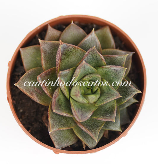 Echeveria Purpusorum Subs. Dionysos