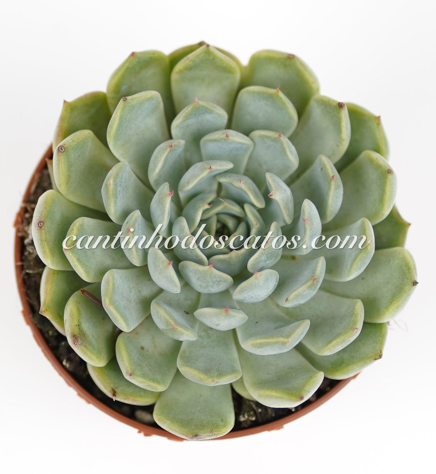 Graptoveria "Olivia"