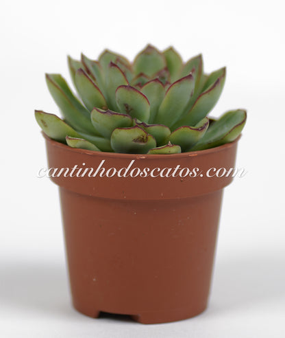 Echeveria Pelusida