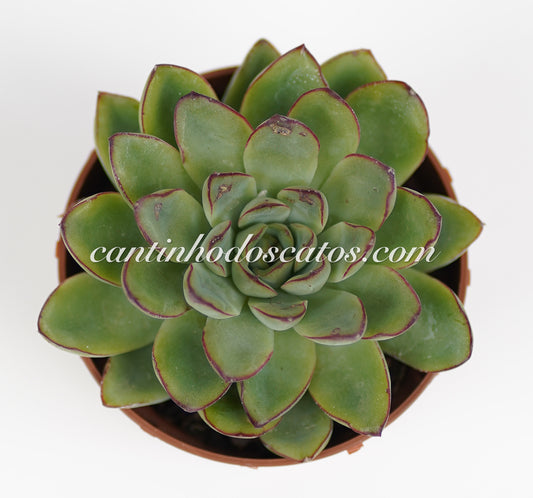 Echeveria Pelusida