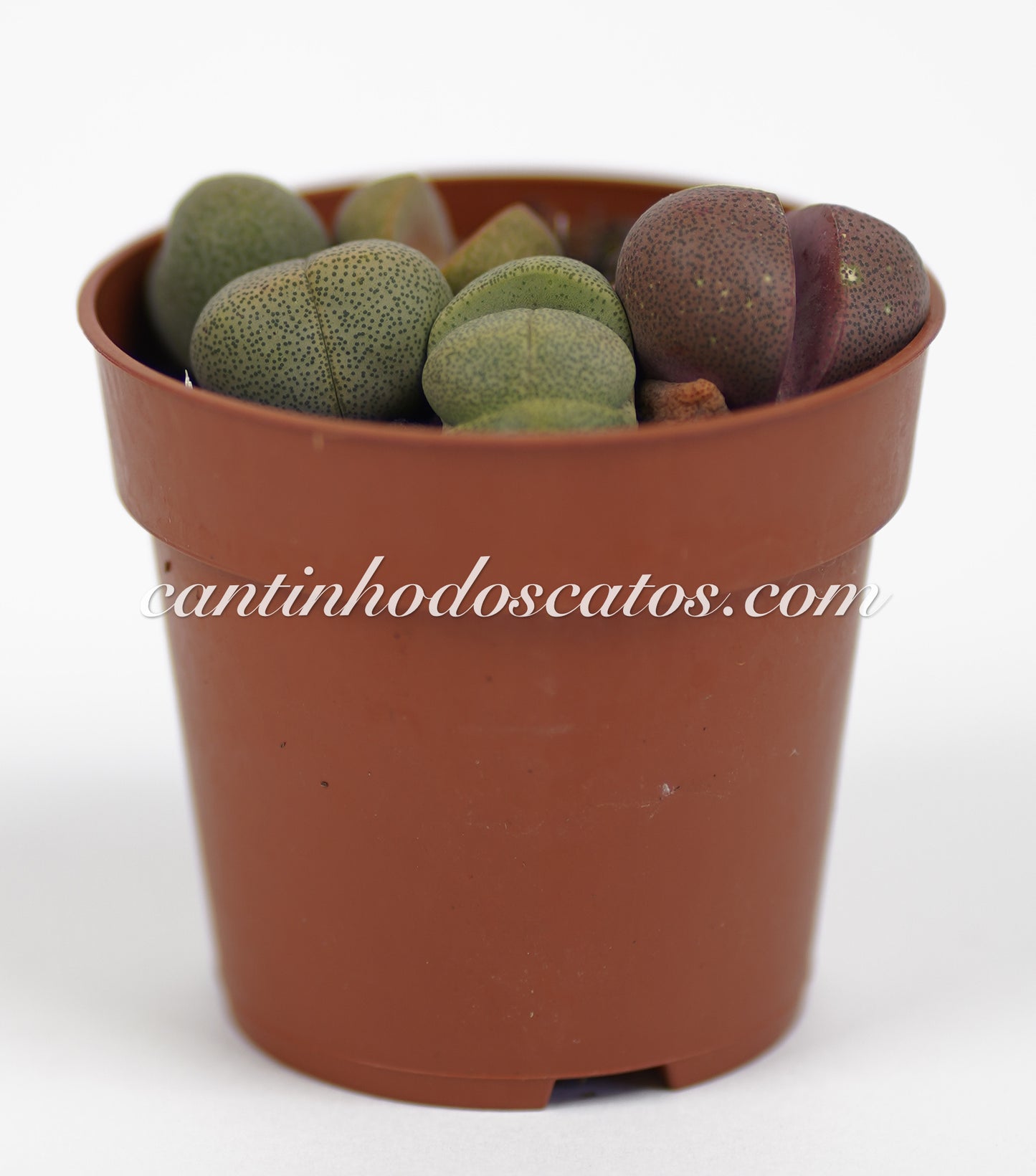 Pleiospilos Nelfi Rubra