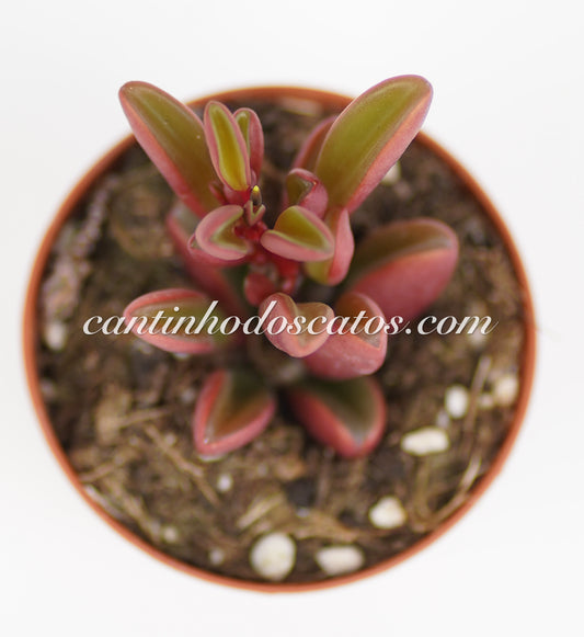 Peperomia Graveolens