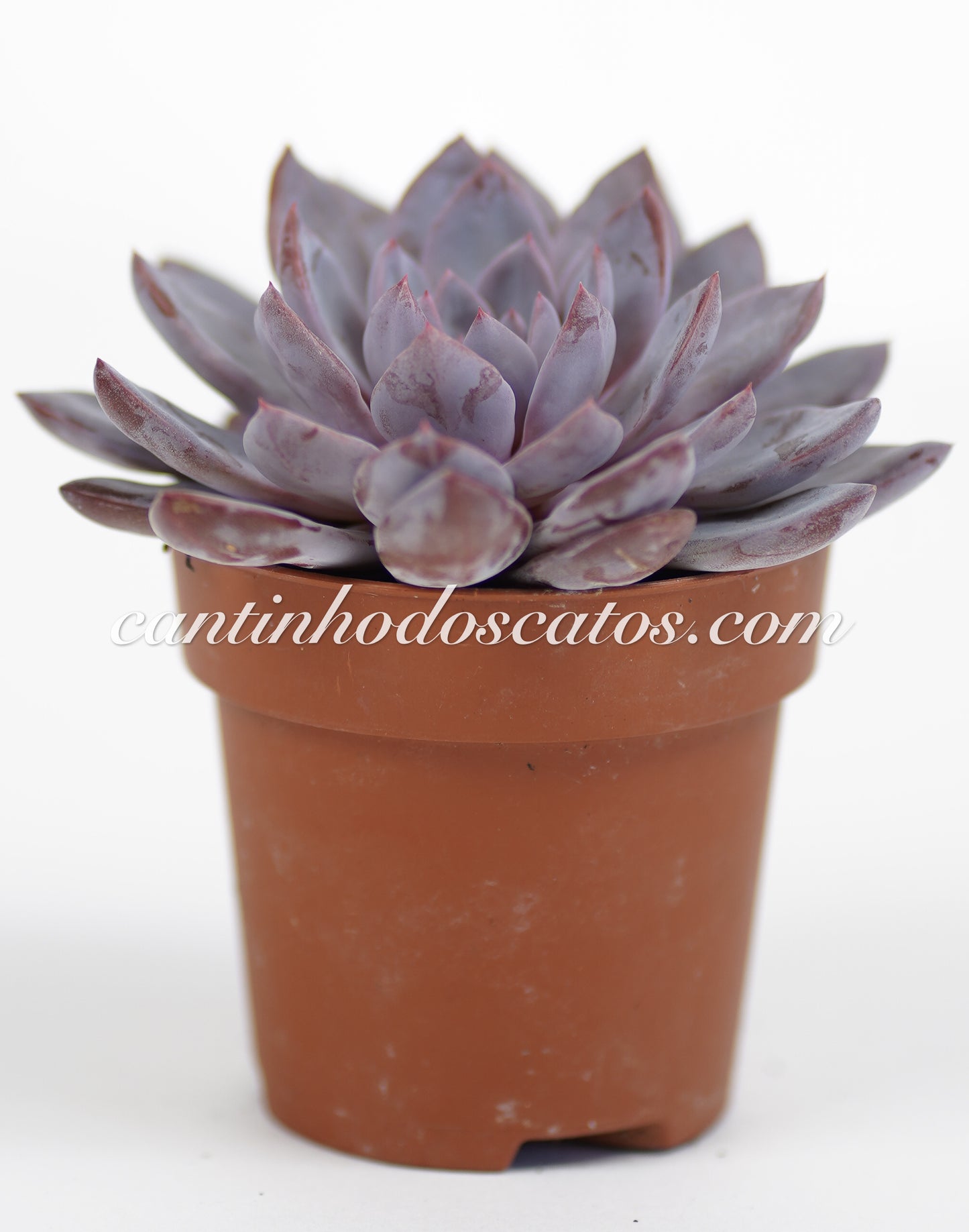 Graptoveria Lulu