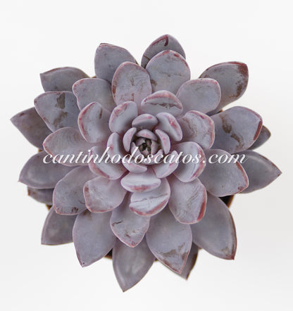 Graptoveria Lulu