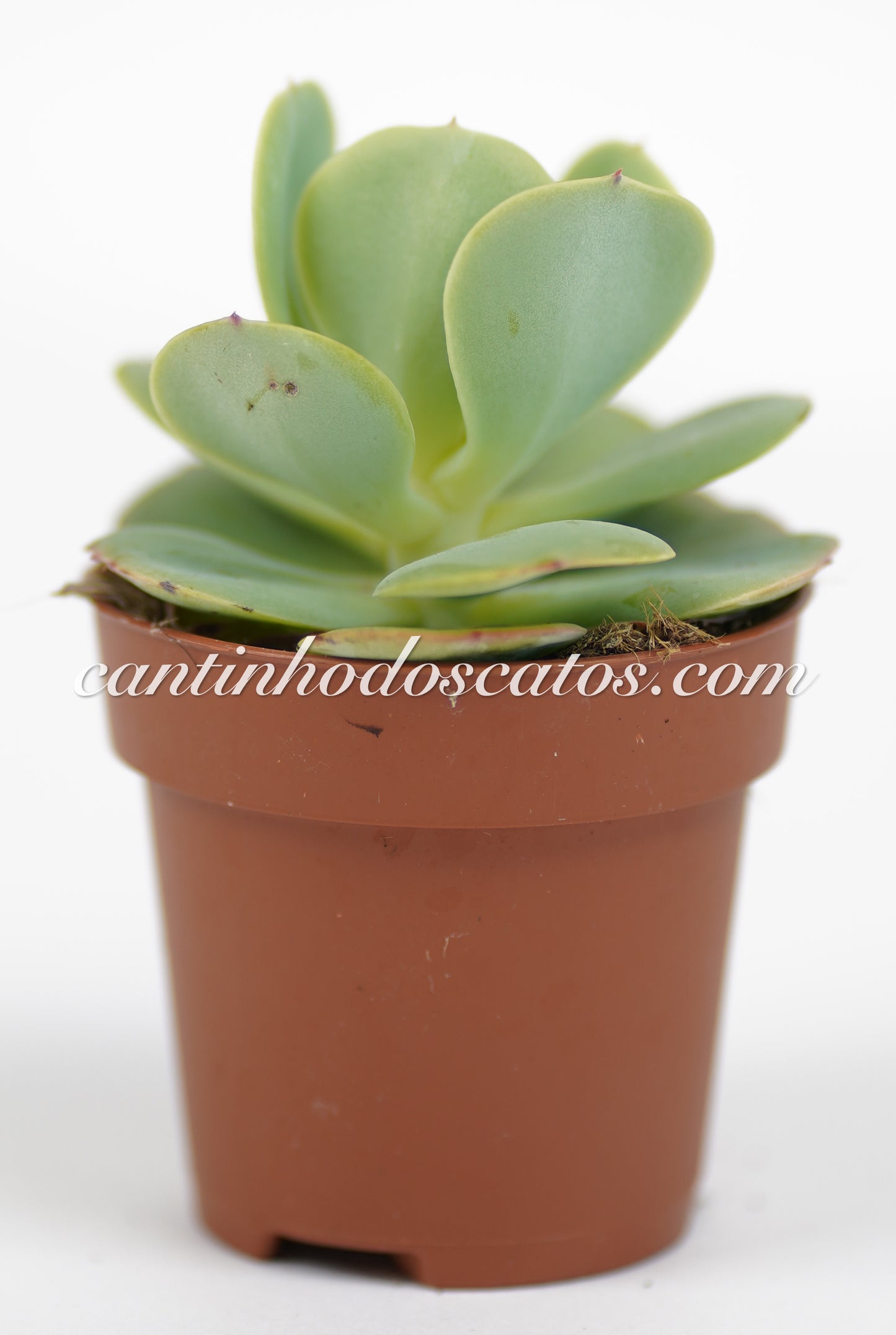 Echeveria "Love´s Light"