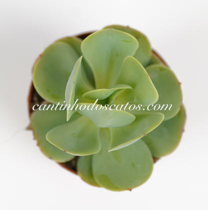 Echeveria "Love´s Light"