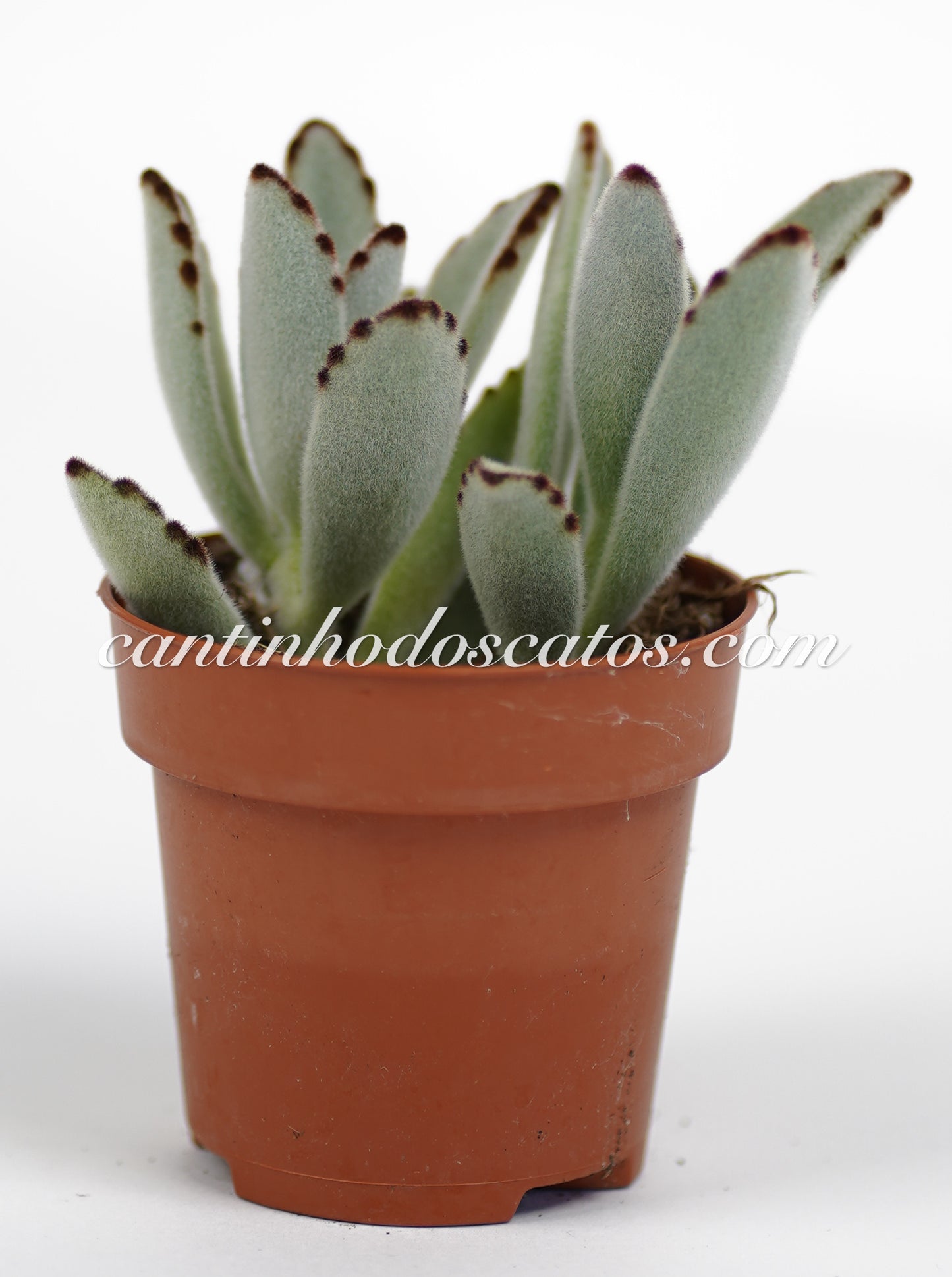 Kalanchoe Tomentosa Baker “Orelha de gato”