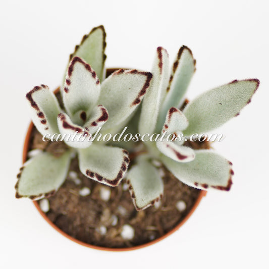 Kalanchoe Tomentosa Baker “Orelha de gato”