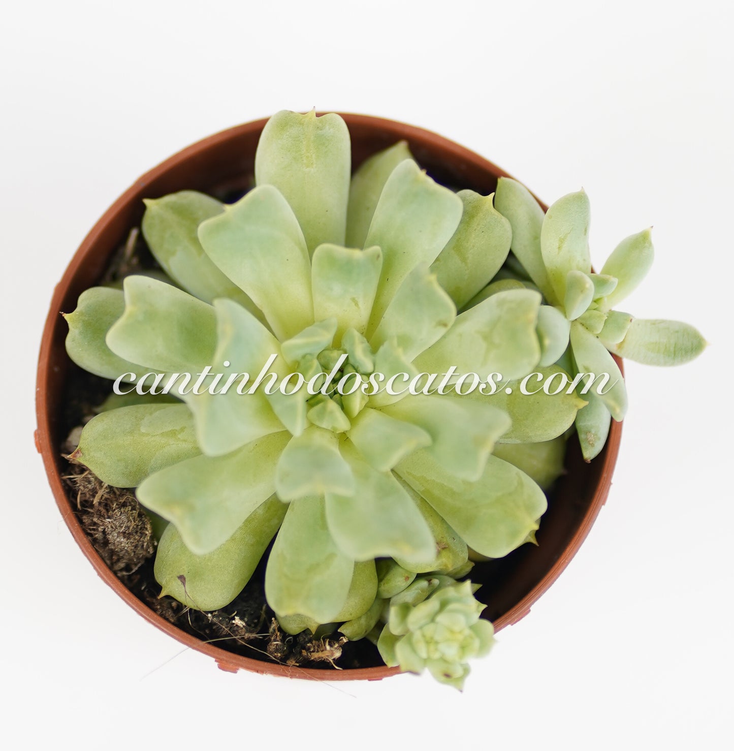 Echeveria Irish Mint